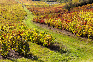Fototapeta na wymiar vineyards of Beaujolais, Rhone-Alpes, France