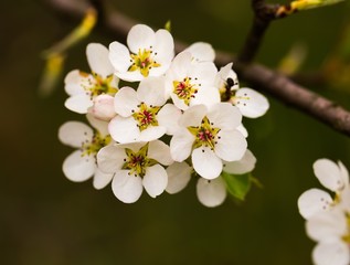 Blooming apple tree