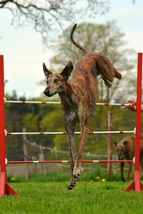 Galgo springt über Hürde