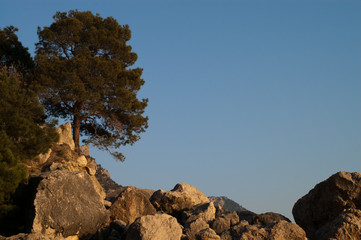 Pine in the Crimea mountains