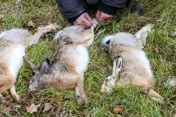 excludes of caught animals (hare)