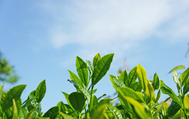 お茶の若葉