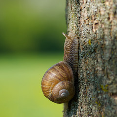 snail in the garden on a tree
