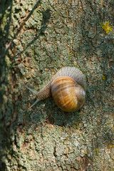 snail in the garden on a tree