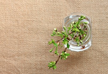 burlap table cloth surface with spring branches in jar 