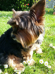 Yorkshire Terrier