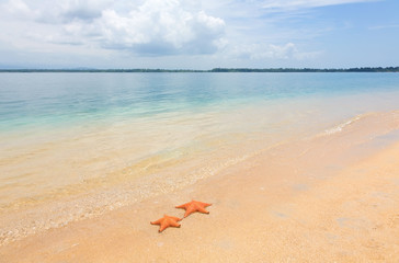 Two sea starfish on the tropical sand