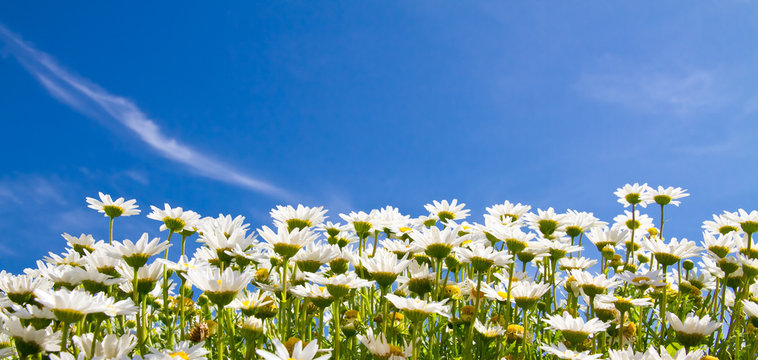 Margeriten vor blauem Himmel