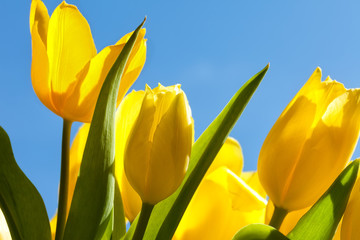Naklejka premium Spring Tulips