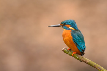Common Kingfisher (Alcedo atthis) perching on a branch.