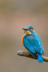 Common Kingfisher (Alcedo atthis) perching on a branch.
