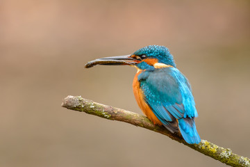 Common Kingfisher perching on a branch with a fish.