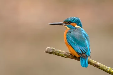 Fotobehang IJsvogel Common Kingfisher (Alcedo atthis) perching on a branch.  © o0orichard