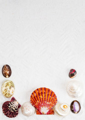 seashells on the white sand for vertical background