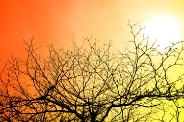 Silhouettes of branches in summer.