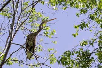 great blue heron