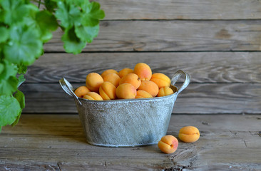 fresh apricots in a vintage basket