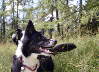 Border Collie