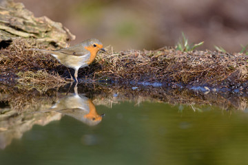 European robin (Erithacus rubecula) at a pool with a reflection.