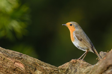 European robin (Erithacus rubecula) on a branch.