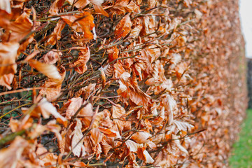 Beech hedge