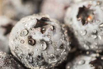 Wet fresh Blueberry with drops. Macro, selective focus