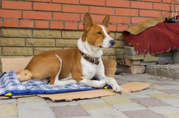 Basenji dog having rest outside the home it lives in