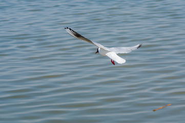 Fototapeta na wymiar Black-headed gull making trial flight over river