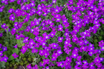 Lilafarbener Blütenteppich