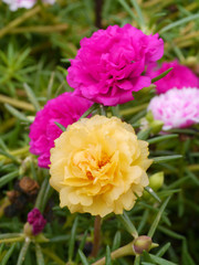 portulaca flower in the garden