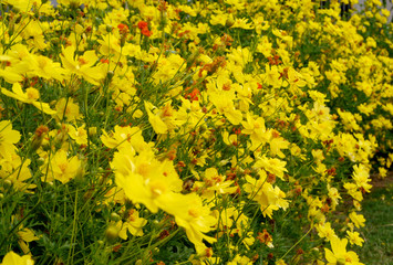 Cosmos flowers in the garden.