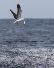 Grey-headed gull with a fish in his beak above a bait ball