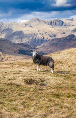 Naklejka premium Herdwick sheep