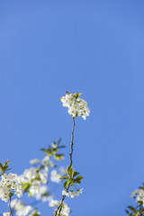 apple tree blooming branch and sky