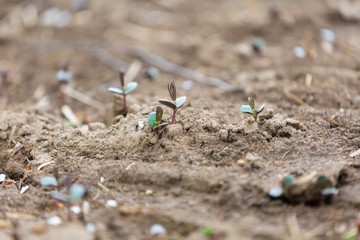 Sprouts of buckwheat