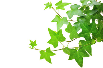 Ivy plant