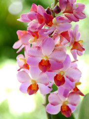 Fototapeta na wymiar Beautiful pink-magenta orchid flowers