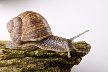 chiocciola su pietra