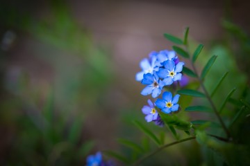 Forget me nots.