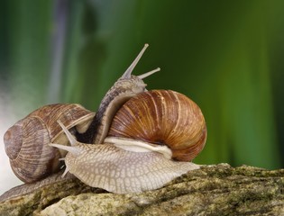 incontro tra due lumache