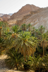 Fototapeta na wymiar Mountain oasis Chebika in Tunisia