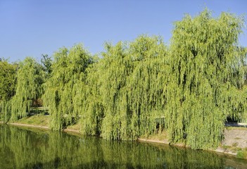 Willow Babylonian (weeping) on the lake