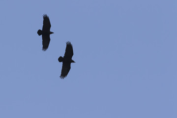 Silhouette of two Jackal Buzzard's against a blue sky