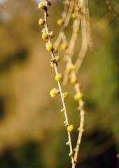 Detail of larch