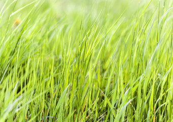 Green lawn grass background