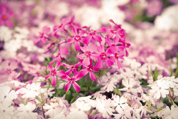 Purple and white flowers blooming in springtime season