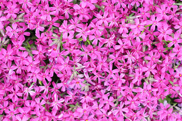 Carpet of small purple flowers in detail - 82762481
