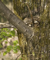 nido su tronco d'albero