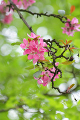 Sakura red blossoms in spring season