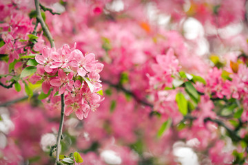 Sakura tree red blossoms in spring season
